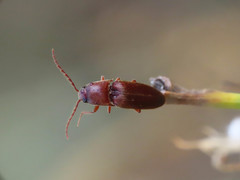 Mulsanteus guillebeaui