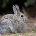 Mountain Cottontail - Photo (c) Tracey Fandre, some rights reserved (CC BY-NC-ND), uploaded by Tracey Fandre