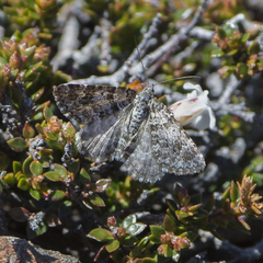 Chrysolarentia bertha