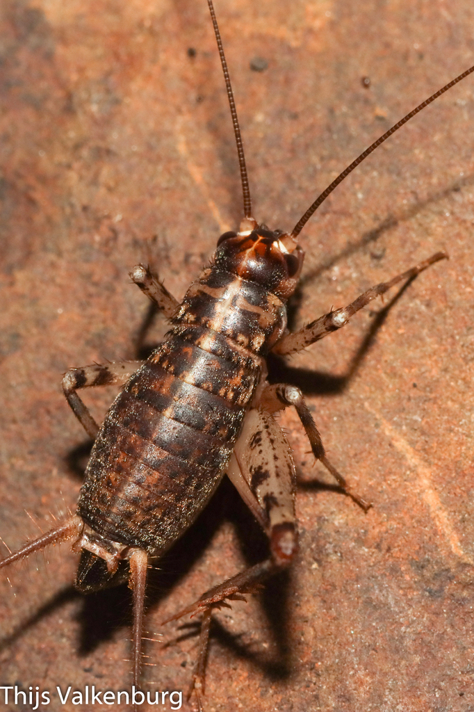 Gryllomorpha longicauda