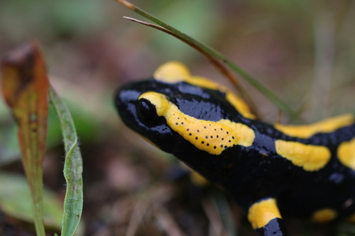 Representative image of Salamandra
