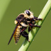 Moscas Caza Abejas - Photo (c) Tracey Fandre, algunos derechos reservados (CC BY-NC-ND), uploaded by Tracey Fandre