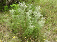 Vernonia lindheimeri