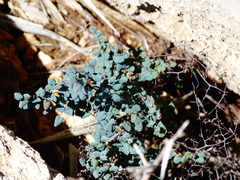 Argyrochosma microphylla