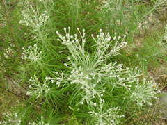 Vernonia lindheimeri