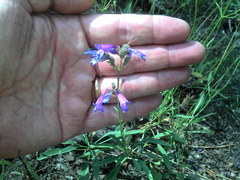 Penstemon
