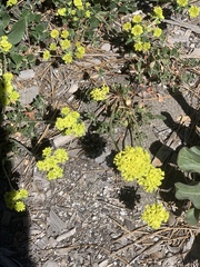 Oligogonum