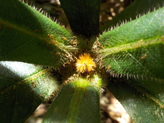 Duroia saccifera