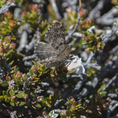 Chrysolarentia bertha