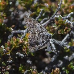 Chrysolarentia bertha