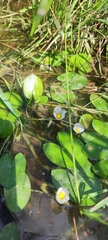 Sagittaria guayanensis, photograph author not stated, no rights reserved