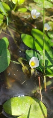 Sagittaria guayanensis, photograph author not stated, no rights reserved