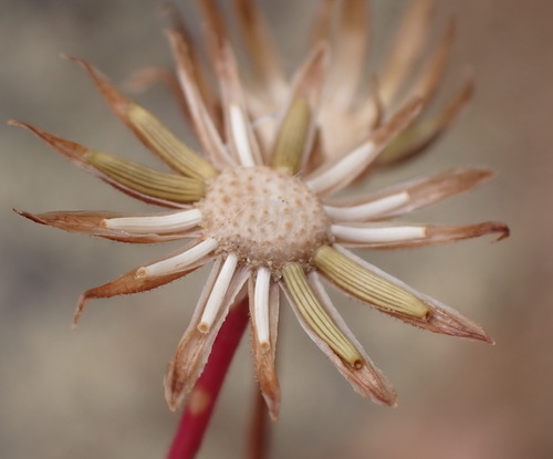 Image of Senecio arenarius by (c) Nicola van Berkel, some rights reserved (CC BY-SA)