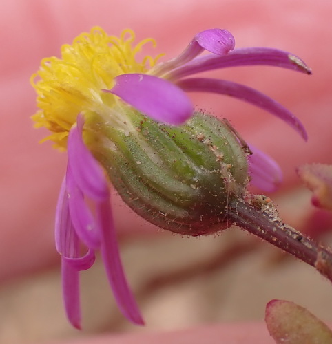Image of Senecio arenarius by (c) Nicola van Berkel, some rights reserved (CC BY-SA)