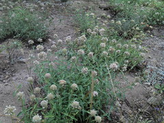 Monardella odoratissima pallida