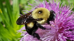 Bombus griseocollis