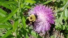 Bombus griseocollis