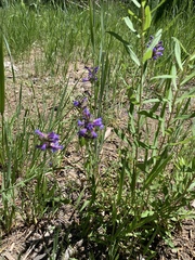 Penstemon heterodoxus