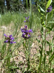 Penstemon heterodoxus