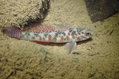 Redfin Bully photo 2