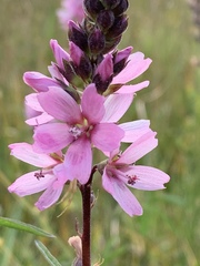 Sidalcea oregana