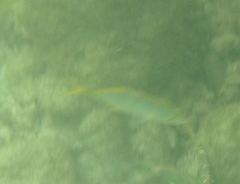 Caranx bartholomaei