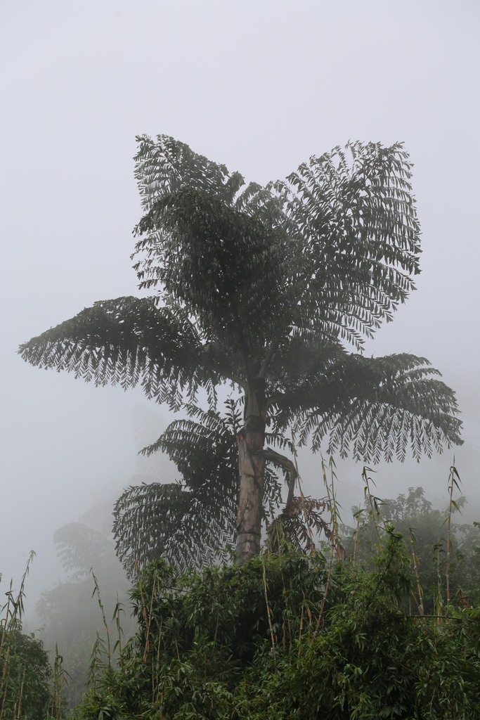 Caryota obtusa