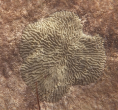 Pseudodiploria