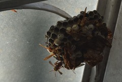 Pachysomoides fulvus