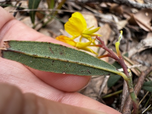 Image of Labichea punctata by (c) pimelea, some rights reserved (CC BY)