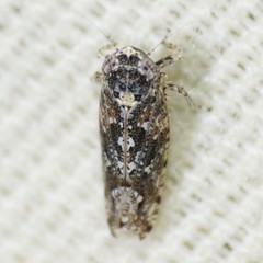 Dixianus utahnus