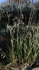 Melica stricta