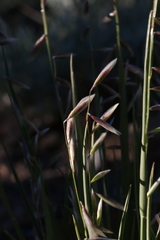 Melica stricta