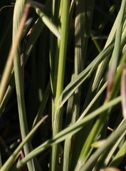 Melica stricta