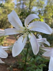 Lilium washingtonianum