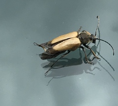 Trigonarthris