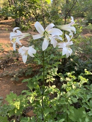 Lilium washingtonianum