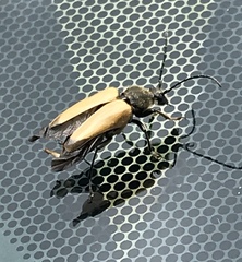 Trigonarthris