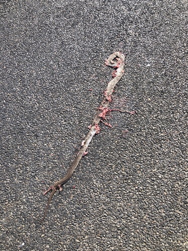 Eastern Brown Snake sighting