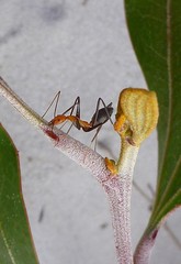 Leptomyrmex rufithorax