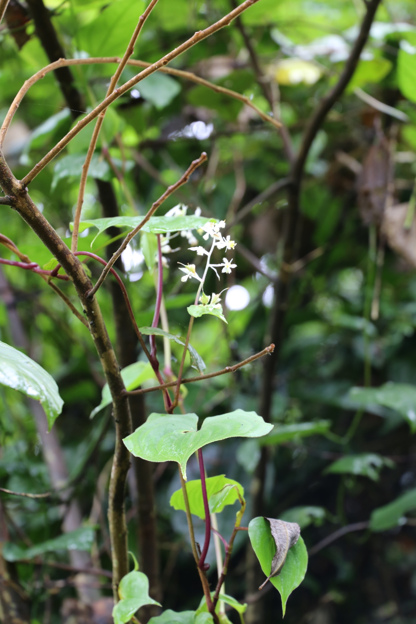 Streptolirion volubile (Streptolirion volubile)