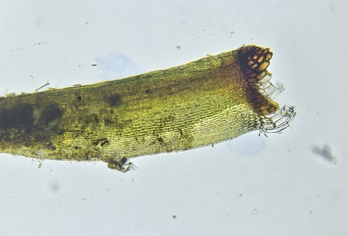 Image of Sharp-Leaved Blindia (Blindia acuta) by (c) Helen Waterman, some rights reserved (CC BY)