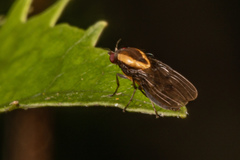 Allophylopsis