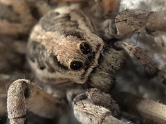 Lycosa fasciiventris