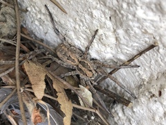 Lycosa fasciiventris