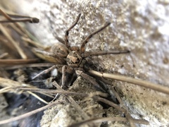 Lycosa fasciiventris