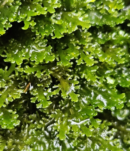 Image of Comb Liverwort by (c) Helen Waterman, some rights reserved (CC BY)