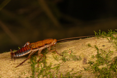 Drymaplaneta heydeniana