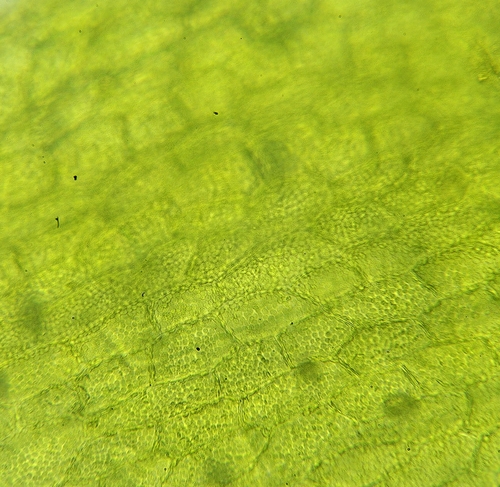 Image of Riccardia multifida by (c) Helen Waterman, some rights reserved (CC BY)