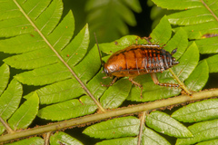 Drymaplaneta heydeniana